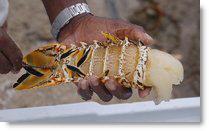 Placencia Lobster