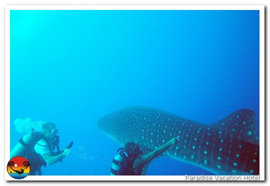 Whale Shark seen on dive trip out of Placencia, Belize by Alan Stamm