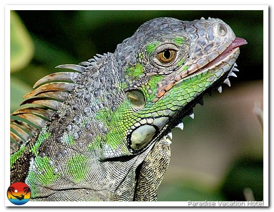 Iguana spotted on Ron's porch by Ron Spilman