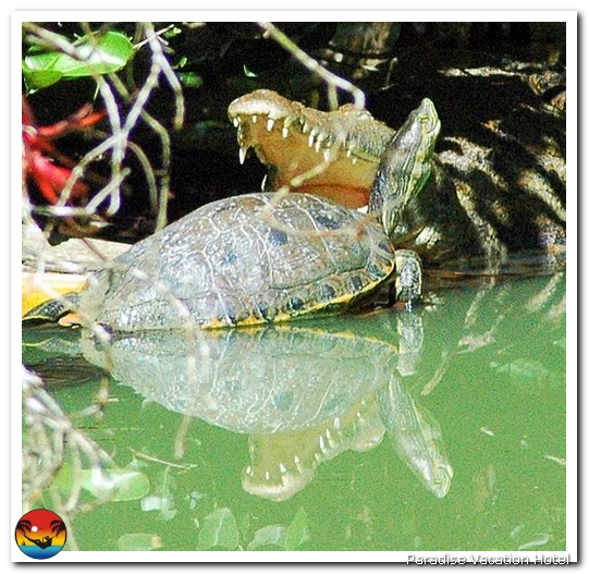 Crocodile and Turtle by Ron Spilman